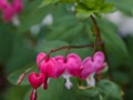 Dicentra spectabilis IMG_2341 Serduszka okazałe